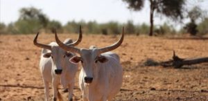 Lire la suite à propos de l’article Aliou Ka vole les bœufs de son voisin et prend 2 ans ferme.