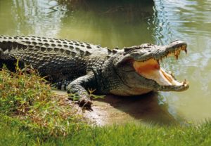 Lire la suite à propos de l’article <strong>A Kaolack : Un crocodile hante le sommeil des populations.</strong>