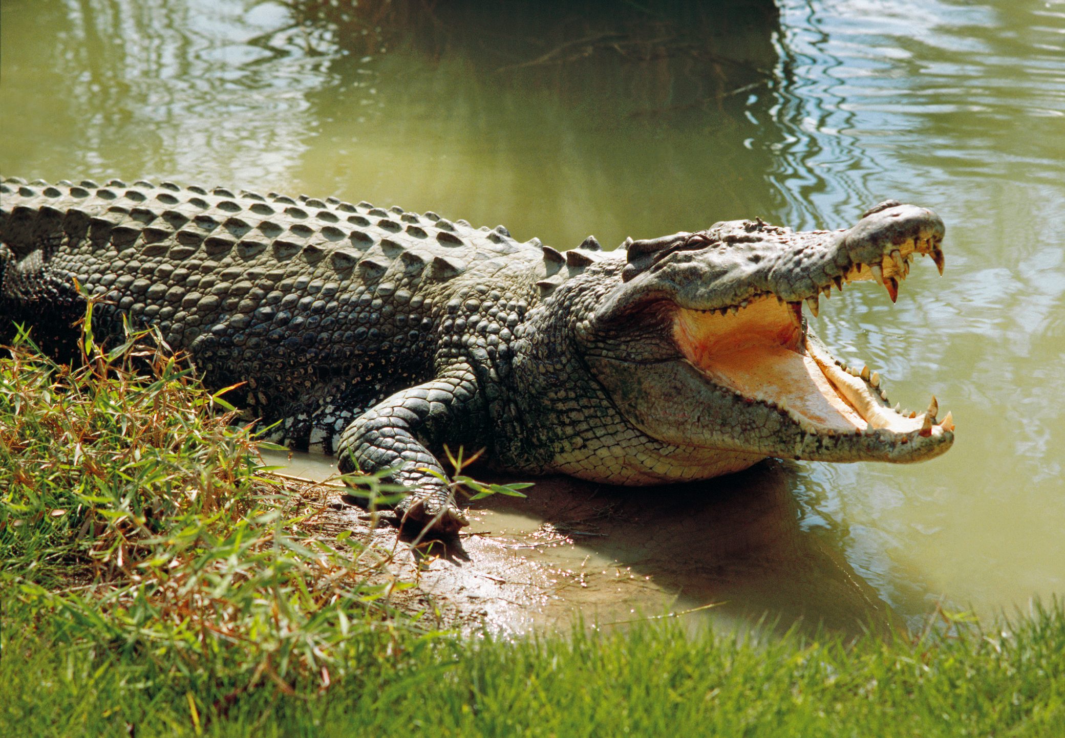 You are currently viewing <strong>A Kaolack : Un crocodile hante le sommeil des populations.</strong>