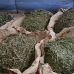Lire la suite à propos de l’article Trafic de drogue : Le piroguier et la charretier prennent la poudre d’escampette.