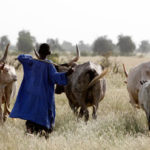 Lire la suite à propos de l’article Mbacké : 4 bergers en prison pour avoir dévasté le champ d’un agriculteur.