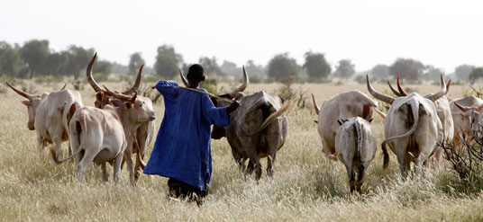 You are currently viewing Mbacké : 4 bergers en prison pour avoir dévasté le champ d’un agriculteur.