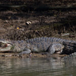 Lire la suite à propos de l’article Fass Ridwane : Un crocodile attrapé.
