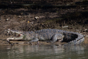Lire la suite à propos de l’article Fass Ridwane : Un crocodile attrapé.
