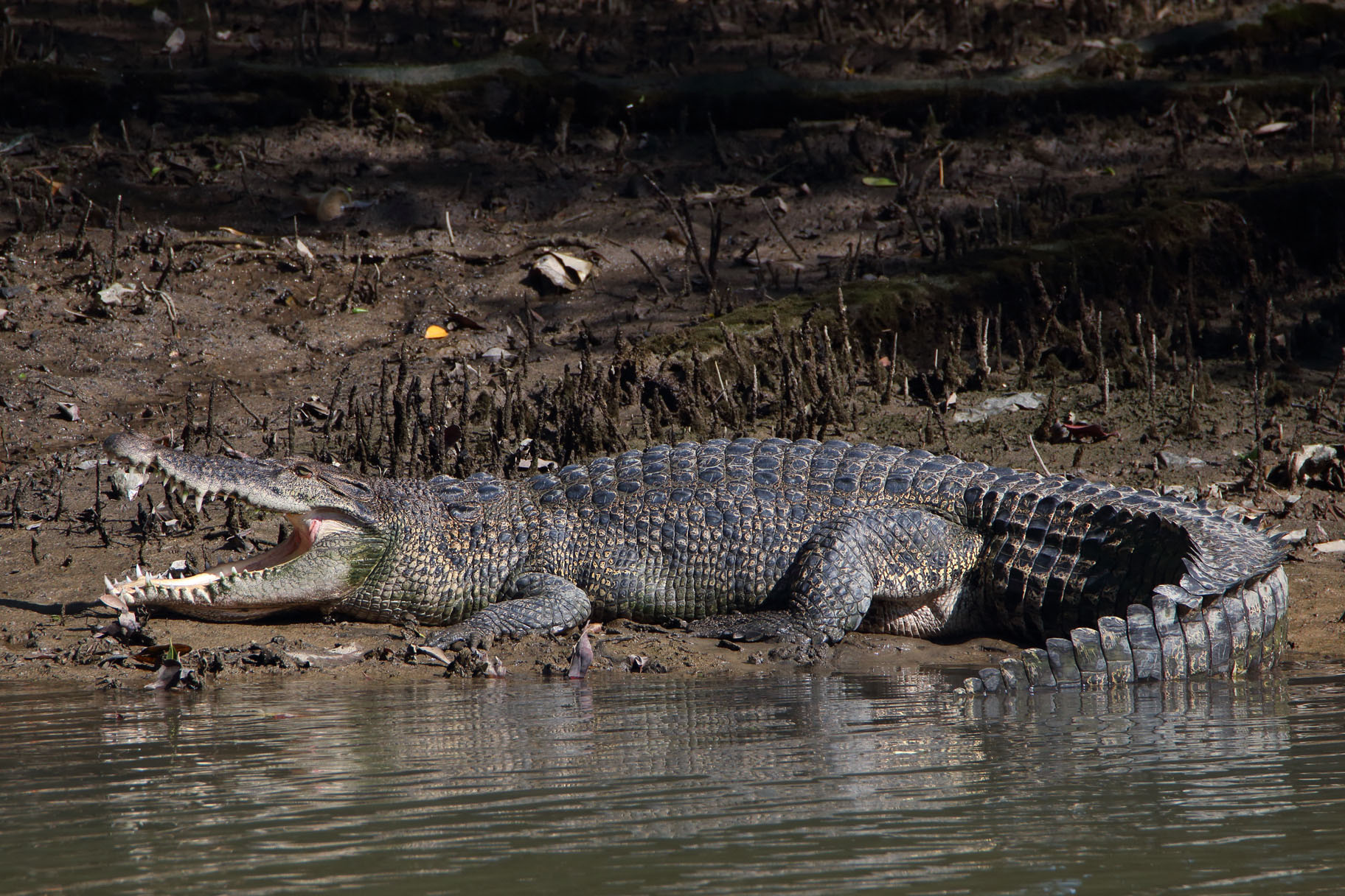 You are currently viewing Fass Ridwane : Un crocodile attrapé.