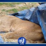 Lire la suite à propos de l’article Tamba : Ils tuent une lionne et écopent de… 3mois avec sursis.