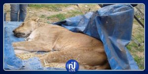 Lire la suite à propos de l’article Tamba : Ils tuent une lionne et écopent de… 3mois avec sursis.
