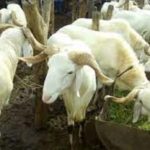 Lire la suite à propos de l’article Multirécidiviste, Birame vole les 14 moutons du Mbacké Mbacké.