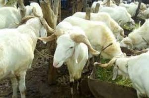 Lire la suite à propos de l’article Multirécidiviste, Birame vole les 14 moutons du Mbacké Mbacké.