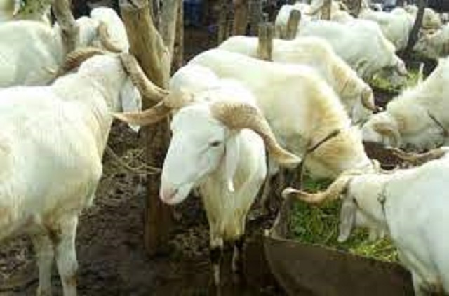 You are currently viewing Multirécidiviste, Birame vole les 14 moutons du Mbacké Mbacké.