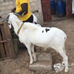 Lire la suite à propos de l’article Mbour : Les voleurs de moutons risquent 10 ans.