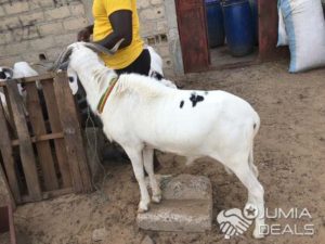 Lire la suite à propos de l’article Mbour : Les voleurs de moutons risquent 10 ans.