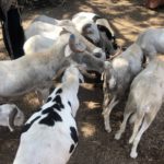 Lire la suite à propos de l’article Keur Momar Sarr : Le berger déféré pour vol de mouton.