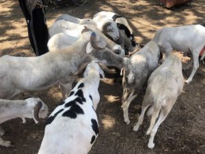 Lire la suite à propos de l’article Keur Momar Sarr : Le berger déféré pour vol de mouton.