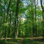 Lire la suite à propos de l’article La forêt classée de Mbao devient une « brousse urbaine » à cause du déversement et de la stagnation des eaux.