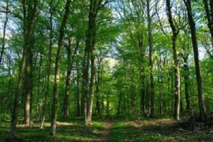 Lire la suite à propos de l’article La forêt classée de Mbao devient une « brousse urbaine » à cause du déversement et de la stagnation des eaux.