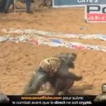 Lire la suite à propos de l’article Boy Niang 2 bat Balla Gaye