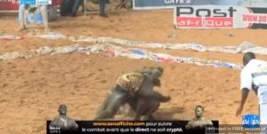 Lire la suite à propos de l’article Boy Niang 2 bat Balla Gaye