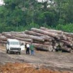Lire la suite à propos de l’article Trafic de bois : 400 lattes de rônier saisies…une personne arrêtée à Kolda