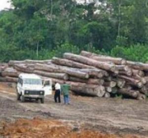 Lire la suite à propos de l’article Trafic de bois : 400 lattes de rônier saisies…une personne arrêtée à Kolda