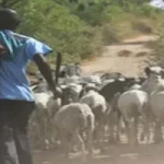Lire la suite à propos de l’article Le vol de bétail…source de conflit entre éleveurs et agriculteurs à Pire Gourey