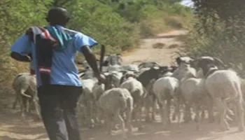 Lire la suite à propos de l’article Le vol de bétail…source de conflit entre éleveurs et agriculteurs à Pire Gourey