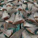Lire la suite à propos de l’article Criminalité faunique : La douane opère une saisie de plus d’une tonne d’ailerons de requin estimée à 418 millions de francs CFA