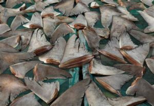 Lire la suite à propos de l’article Criminalité faunique : La douane opère une saisie de plus d’une tonne d’ailerons de requin estimée à 418 millions de francs CFA