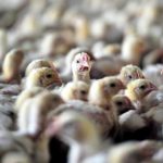 Lire la suite à propos de l’article Epidémie de la grippe aviaire : Les chiffres sont alarmants