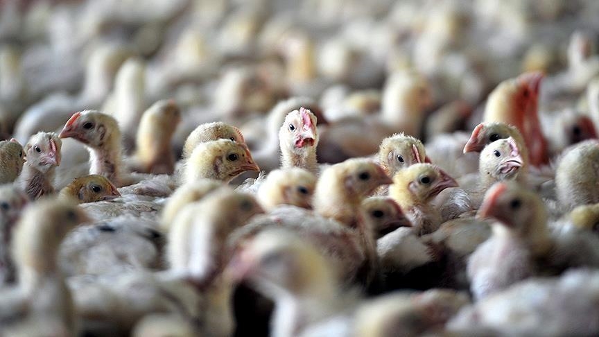You are currently viewing Epidémie de la grippe aviaire : Les chiffres sont alarmants