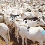 Lire la suite à propos de l’article TABASKI 2023 : les besoins en moutons évalués à 810 000 têtes