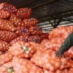 Lire la suite à propos de l’article Pénurie supposée d’oignons : les producteurs des Niayes revelent les veritables raisons
