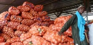 Lire la suite à propos de l’article Pénurie supposée d’oignons : les producteurs des Niayes revelent les veritables raisons