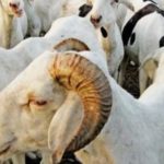 Lire la suite à propos de l’article Tabaski 2023KOLDA : Les prix des moutons abordables et  varient entre 80.000 et 478.000 F CFA