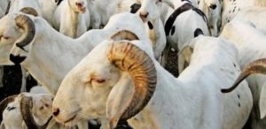 Lire la suite à propos de l’article Tabaski 2023KOLDA : Les prix des moutons abordables et  varient entre 80.000 et 478.000 F CFA