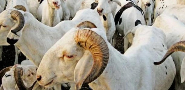 You are currently viewing Tabaski 2023KOLDA : Les prix des moutons abordables et  varient entre 80.000 et 478.000 F CFA