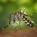 Lire la suite à propos de l’article Maladie de chikungunya : le Sénégal lance une campagne de prévention