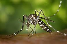 You are currently viewing Maladie de chikungunya : le Sénégal lance une campagne de prévention