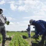 Lire la suite à propos de l’article talie : plus de 15 000 Sénégalais travaillent dans les champs agricoles