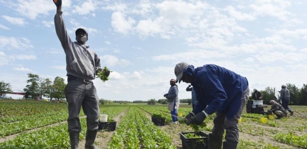 You are currently viewing talie : plus de 15 000 Sénégalais travaillent dans les champs agricoles