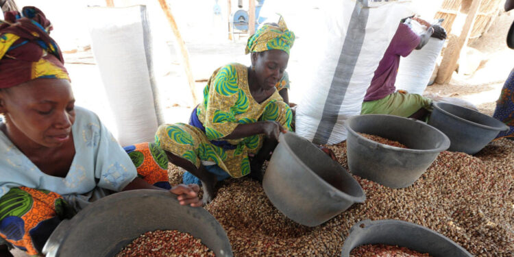 You are currently viewing «Kissi gerté» ou la récupération des graines d’arachide : un gagne-pain pour les femmes rurales