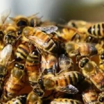 Lire la suite à propos de l’article Thiès : Des abeilles en furie sèment la panique dans un village