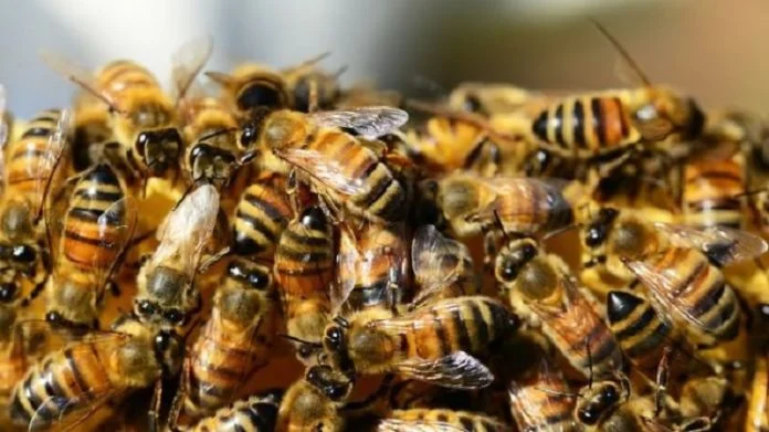 You are currently viewing Thiès : Des abeilles en furie sèment la panique dans un village
