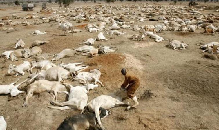 Lire la suite à propos de l’article Kanel : Drame suite à la perte de son troupeau, Dieynaba Sow se donne la mort dans un puits