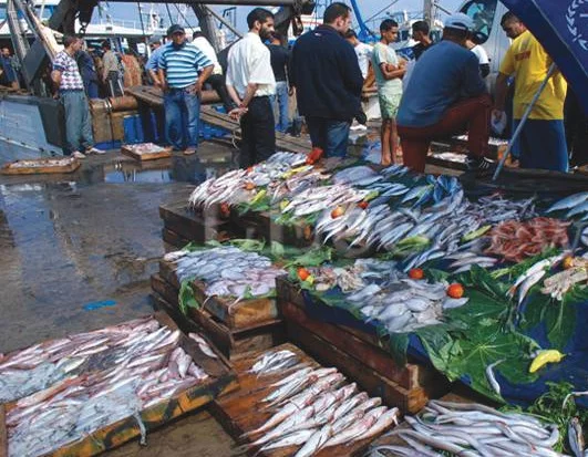 Lire la suite à propos de l’article Gestion des licences de pêche : le nouveau régime sonne la fin de la pagaille