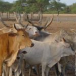 Lire la suite à propos de l’article Trois jeunes déférés à la MAC de Ziguinchor pour vol présumé de bétail