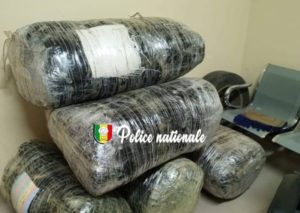 Lire la suite à propos de l’article Thiès : 196 kg de chanvre indien saisis, un trafic déjoué à Mbodiène