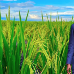 Lire la suite à propos de l’article Lancement officiel d’un projet stratégique pour le stockage et la conservation des produits horticoles