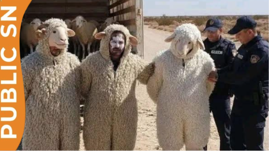 You are currently viewing Algérie : trois hommes interceptés en tentant de rallier l’Espagne… déguisés en moutons