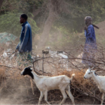 Lire la suite à propos de l’article Tivaouane : un berger interpellé pour le vol présumé de 17 moutons à Ndoppe